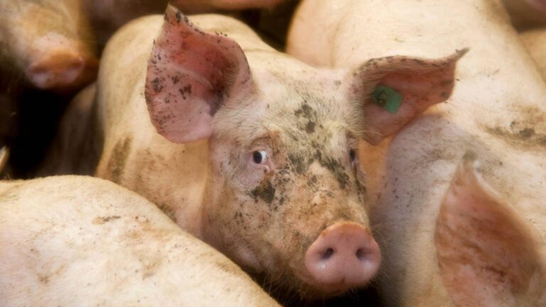 Bio-Mythos zerreißt: Die grausame Realität hinter dem moralischen Fleisch