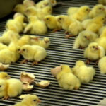 Tödliche Entscheidung: Englands House of Lords legalisiert das Töten bis zur Geburt