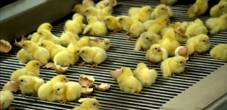 Tödliche Entscheidung: Englands House of Lords legalisiert das Töten bis zur Geburt