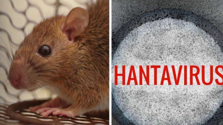 Deutschland im Schatten der Hantavirus-Krise: JSix warnt vor unerwarteten Folgen
